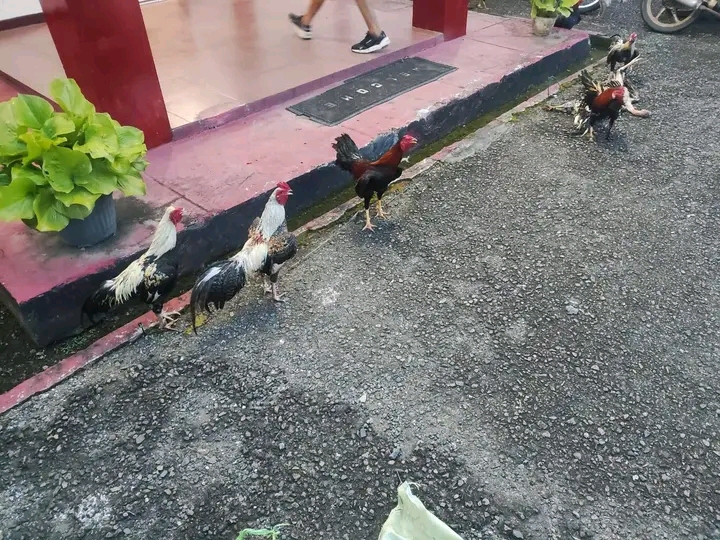 Polisi Bubarkan Arena Sabung Ayam di Binduriang, Amankan 10 Ayam Aduan dan 11 Sepeda Motor