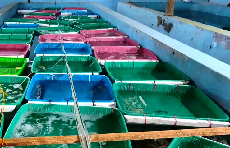 Ratusan Benih Lobster di Parigi Mati, Diduga Terdampak Tumpahan Batu Bara dari Tongkang Kandas